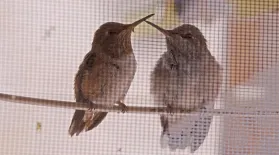 A Hummingbird Love Story: asset-mezzanine-16x9