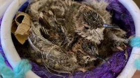 Hummingbird Rescue: Baby Twins: asset-mezzanine-16x9