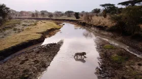 Purgatory | Katavi: Africa's Fallen Paradise: asset-mezzanine-16x9