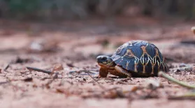 No Two Radiated Tortoises Are Alike: asset-mezzanine-16x9