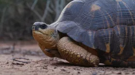 The Slowest Stampede on Earth | In Her Nature: asset-mezzanine-16x9