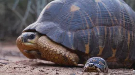 Growing Up as a Radiated Tortoise: asset-mezzanine-16x9