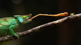 The Chameleon Queen | In Her Nature: asset-mezzanine-16x9