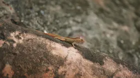 City vs. Forest Anole Adaptations of Puerto Rico: asset-mezzanine-16x9