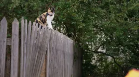 The Cat Tracking Device of the Future: asset-mezzanine-16x9