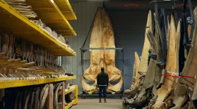 Exploring the Epic Whale Warehouse with Shane: asset-mezzanine-16x9