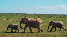 Searching for the Tuskless Elephants of Gorongosa: asset-mezzanine-16x9