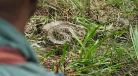 Tracking a Burmese Python with Biologists in Florida: asset-mezzanine-16x9