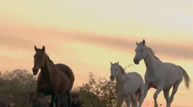 The Wild Horses of Nevada's Deserts: asset-mezzanine-16x9