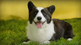 How Dogs Are Shaping The Future Of Medicine: asset-mezzanine-16x9