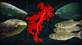 We Brought This Fish To America. Now We Can't Get Rid Of It: asset-mezzanine-16x9