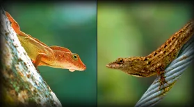 Why Are These Urban Lizards Evolving in Overdrive?: asset-mezzanine-16x9