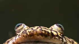 How This Frog Changed Science: asset-mezzanine-16x9