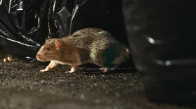 How NYC Became a Rat Kingdom: asset-mezzanine-16x9