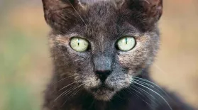 Your Cat’s Secret Life (as a Deadly Predator): asset-mezzanine-16x9