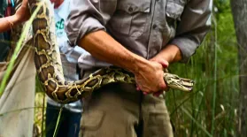 How Giant Pythons Became Florida’s Biggest Invasive Species: asset-mezzanine-16x9
