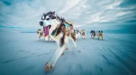 Sled Dogs: The Most Extreme Distance Athletes on Earth: asset-mezzanine-16x9
