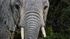 How Humans Are Reshaping Elephant Evolution: asset-mezzanine-16x9