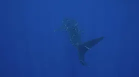 Diving Roca Partida: asset-mezzanine-16x9