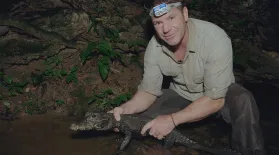 Crocs by Night: asset-mezzanine-16x9