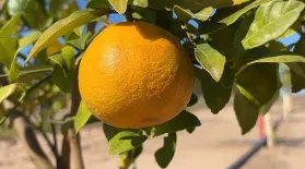 Researchers turn to gene editing to protect Florida oranges: asset-mezzanine-16x9