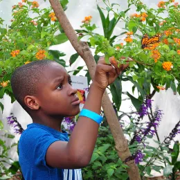 photo of a young boy engaging with a butterfly at Roper Mountain