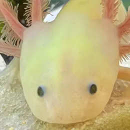 photo of an axolotl at Roper Mountain