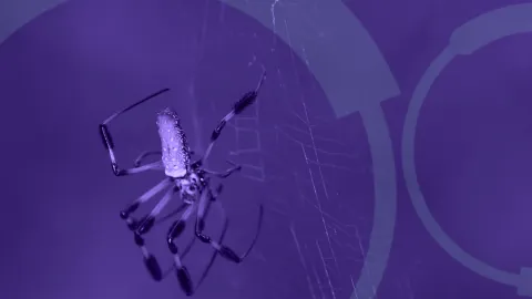 Beyond The Web: Banana Spiders | NextLens: asset-mezzanine-16x9