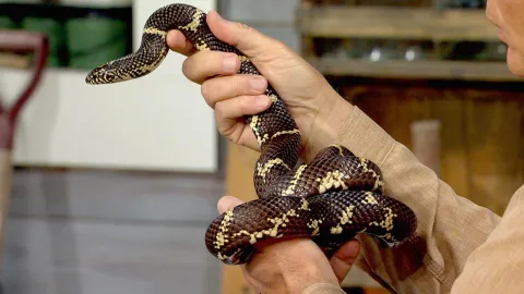 Snakes: asset-mezzanine-16x9