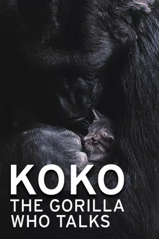 Koko - The Gorilla Who Talks: show-poster2x3