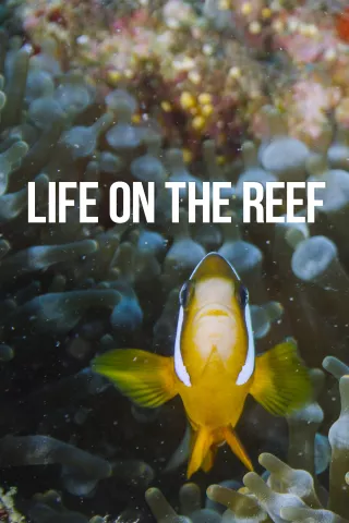 Life on the Reef: show-poster2x3