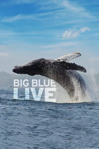 Big Blue Live: show-poster2x3