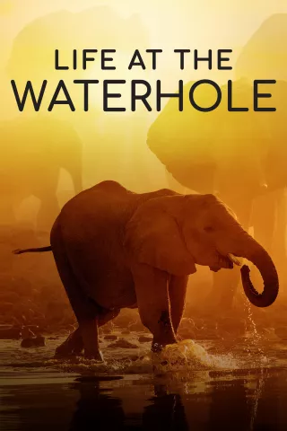 Life at the Waterhole: show-poster2x3
