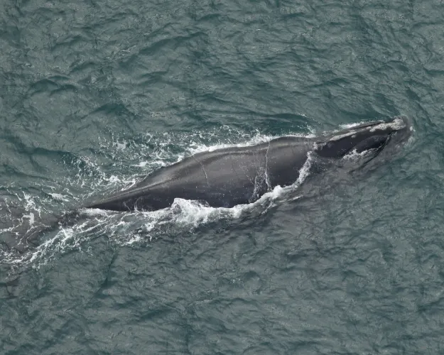 19-year-old right whale named ‘Black Heart, whose had at least one calf is recent years, was spotted off the coast of North Carolina on Nov. 20, 2024. Days later, a Lowcountry boater spotted an unidentified calf and mother near Cape Romaine, S.C.