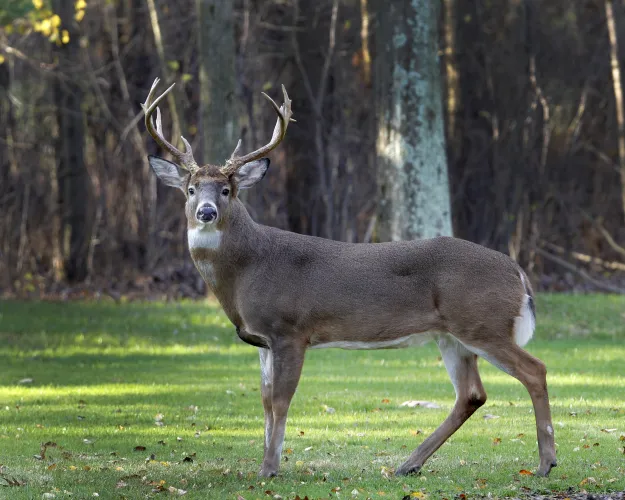 A mature white-tailed deer buck stands alertly in a suburban neighborhood in Moreland Hills, Ohio on Thursday, Nov. 17, 2011. The Ohio Department of Public Safety is warning drivers to remain cautious of deer on roadways as the mating season for the animal runs through January. (AP Photo/Amy Sancetta)