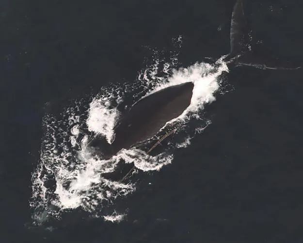 FILE - This photo provided by NOAA Fisheries shows a North Atlantic right whale documented with two fishing lines exiting the left side of the mouth, Dec. 9, 2024. (NOAA Fisheries via AP, File)