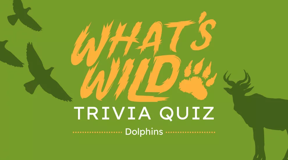 What's Wild - Dolphins┃Trivia Quiz