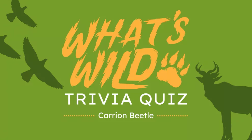 What's Wild - Carrion Beetle┃Trivia Quiz