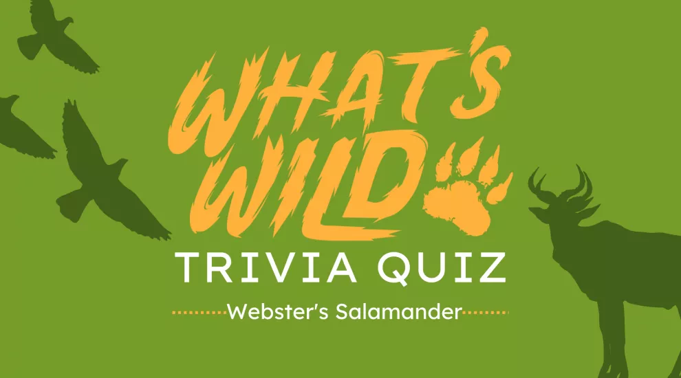 What's Wild -Webster's Salamander┃Trivia Quiz
