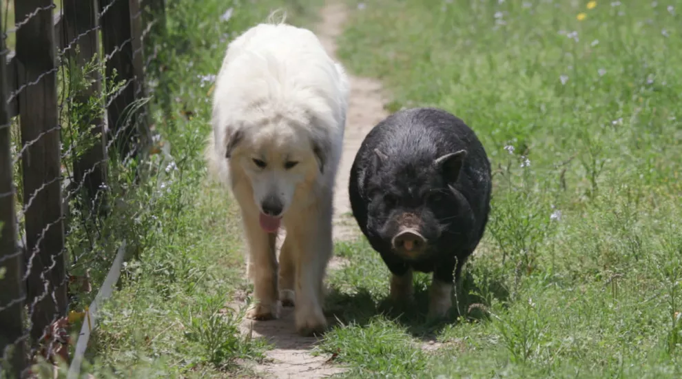 A dog and a pig walking