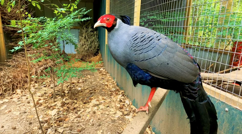 Photograph of a Guinea Fowl in captivity.