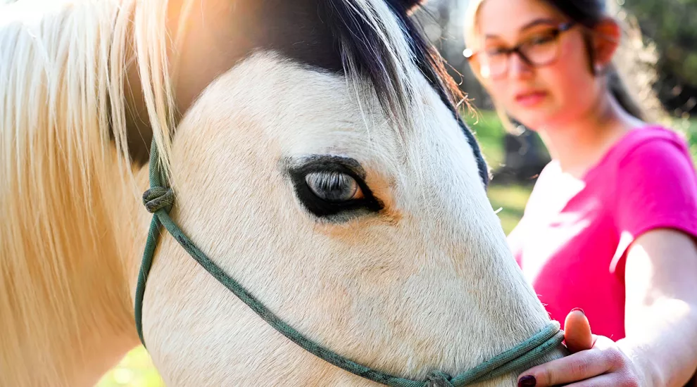Photo showing the face of a medicine hat paint horse with a teenage girl wearing a brightly colored shirt and glasses touching the horse in a loving manner.