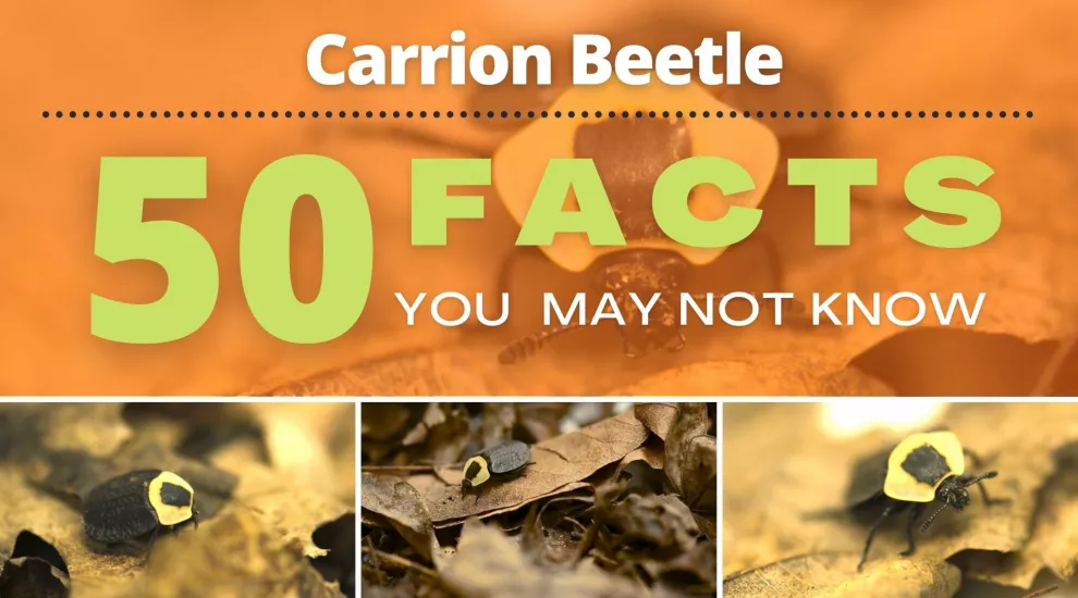 Carrion Beetle | 50 Facts You May Not Know