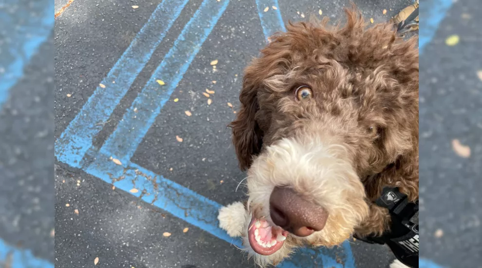 Leona, a brown and white Goldendoodle dog 