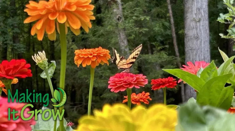 Bright orange and red flowers