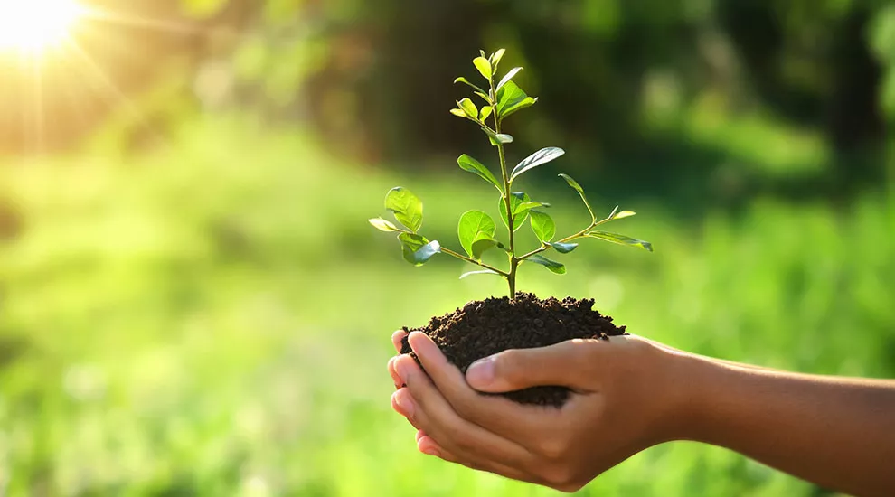 New plant being held in someone's hands with sun shining in background