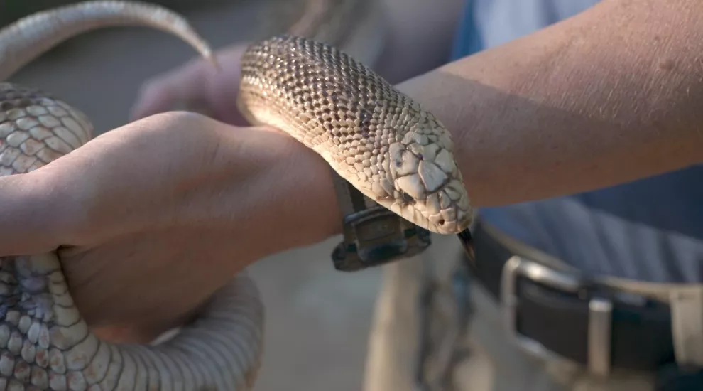 Pine snake being held by a zoo employee