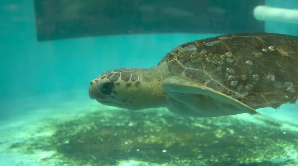 Sea turtle swimming in an indoor tank.