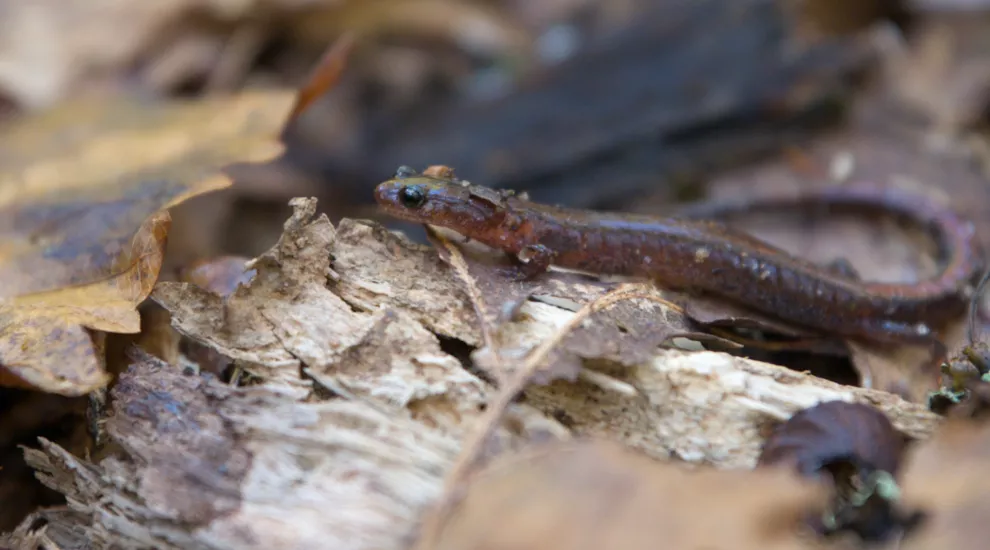 Photograph of the Webster's Salamander in it's natural habitat.