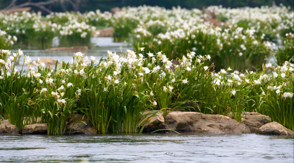 A photograph of blooming Spider Lillies growing on the rocky shoals of the Catawba River.